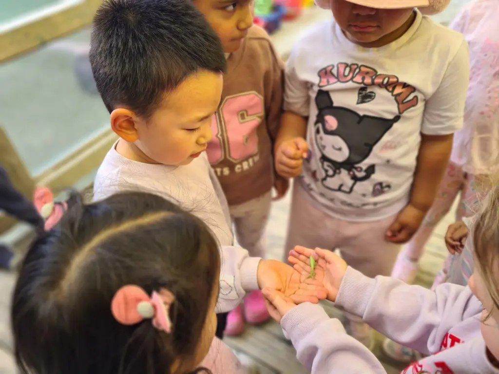A group of children looking closely as a praying mantis moves between their hands.